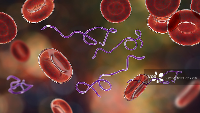 血液中的伯氏疏螺旋体细菌图片素材