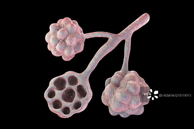 肺泡插图图片素材