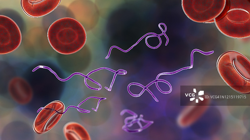 血液中的伯氏疏螺旋体细菌图片素材