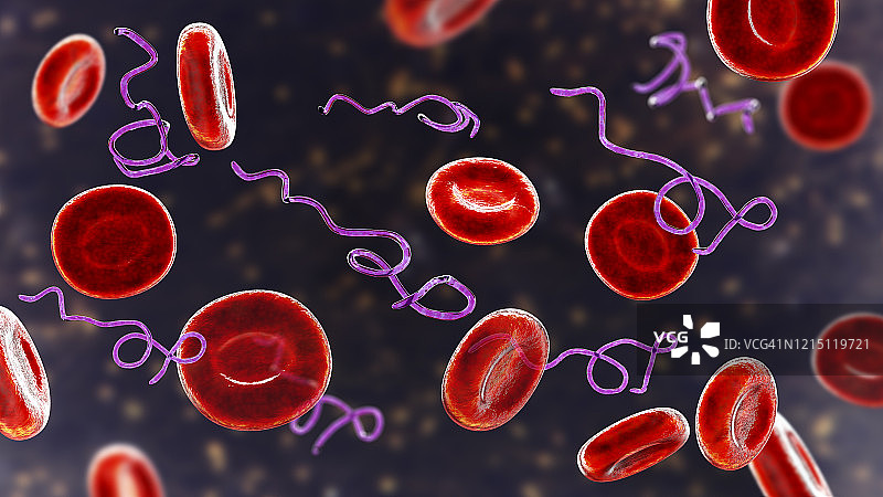 血液中的伯氏疏螺旋体细菌图片素材