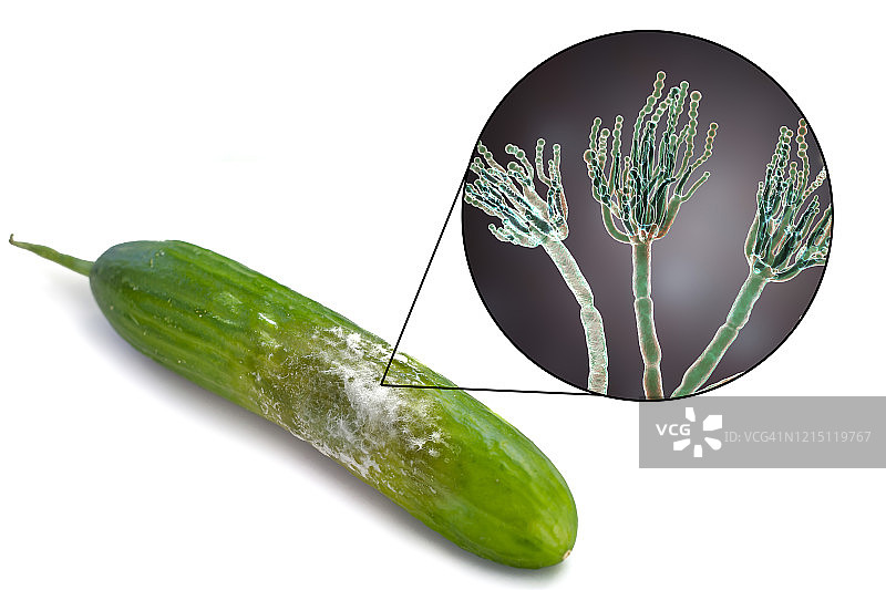 覆盖霉菌的黄瓜合成图图片素材
