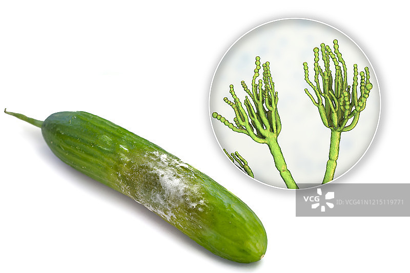 覆盖霉菌的黄瓜合成图图片素材