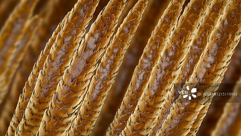 人类的头发插图图片素材