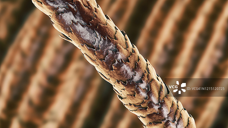 人类的头发插图图片素材