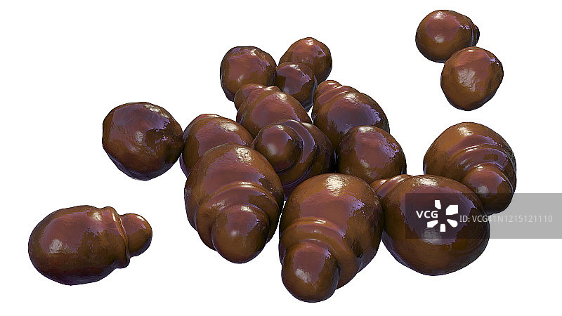 马拉色菌皮肤真菌插图图片素材