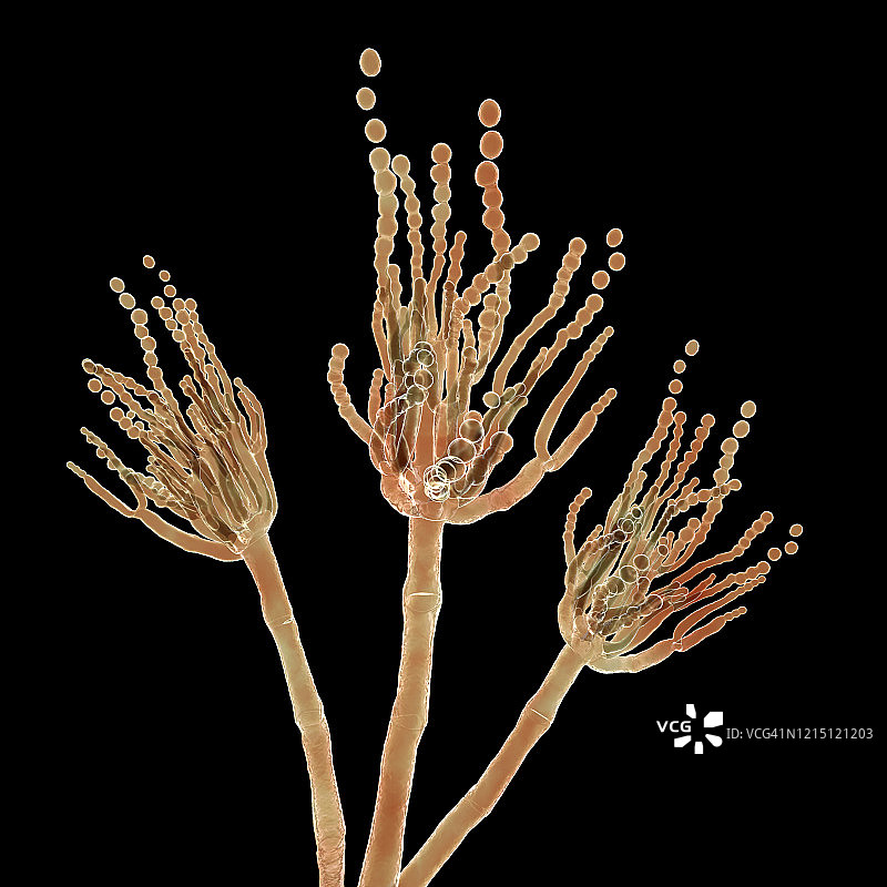 青霉菌插图图片素材