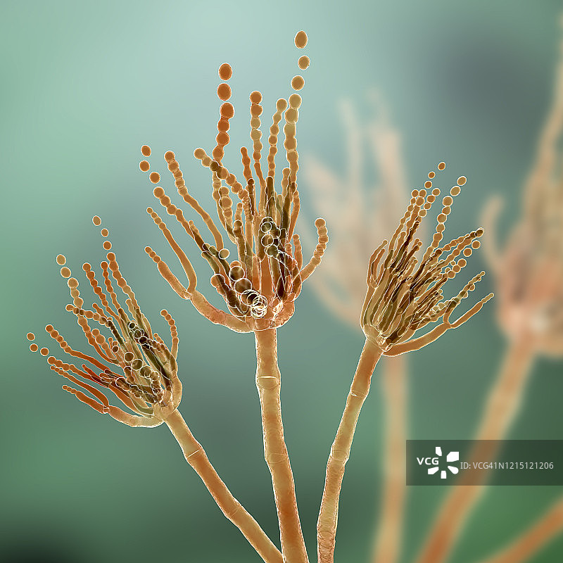 青霉菌插图图片素材