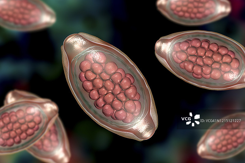 寄生虫鞭虫卵，图示图片素材