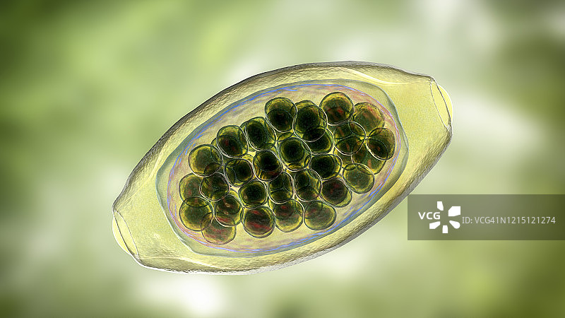 寄生虫鞭虫卵，图示图片素材