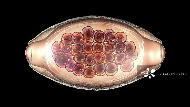 寄生虫鞭虫卵的图示图片素材