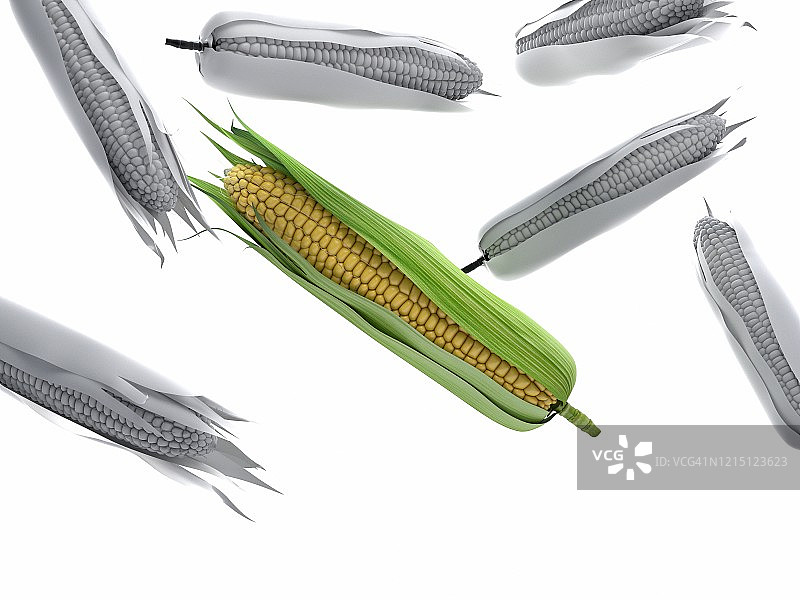 玉米棒插画图片素材