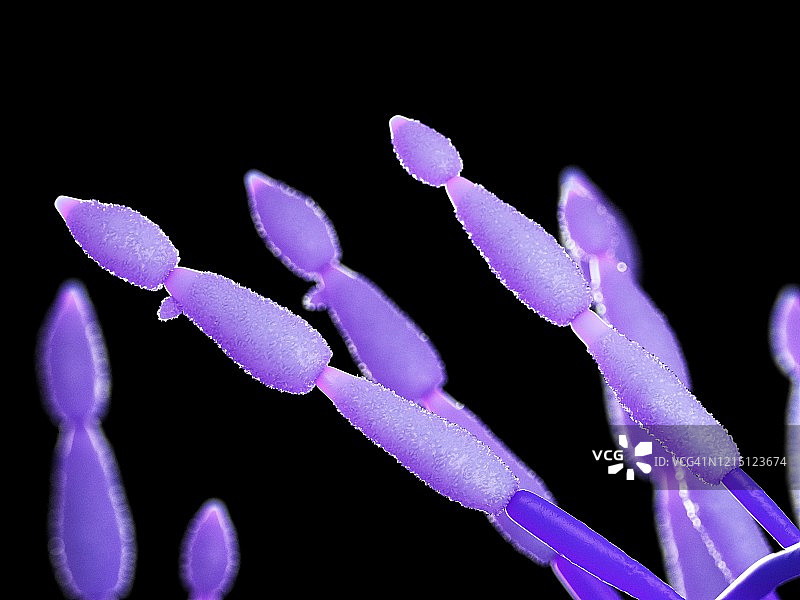 链格孢霉菌插图图片素材