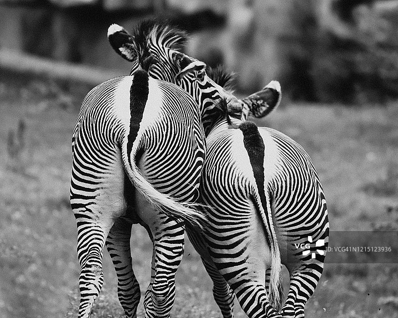 斑马的背面图片素材