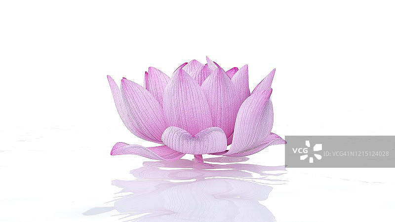 莲花，插图图片素材