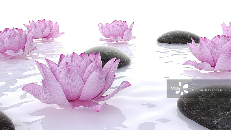 荷花与石头插画图片素材