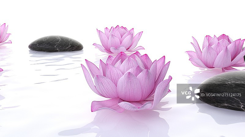 荷花与石头插画图片素材