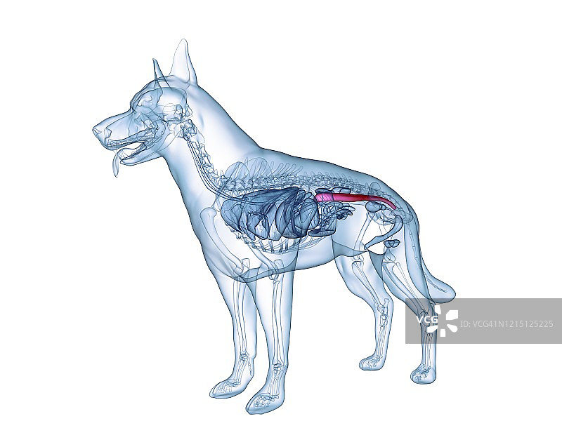 犬结肠插图图片素材
