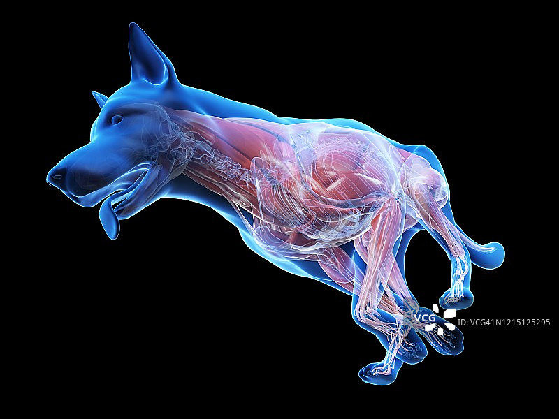 狗狗肌肉结构图图片素材