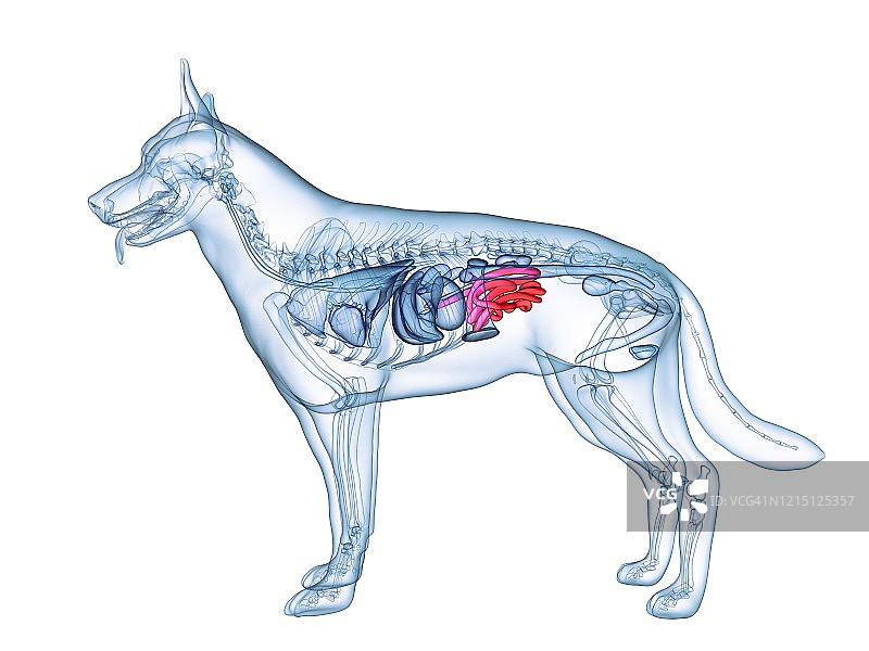 狗小肠插画图片素材