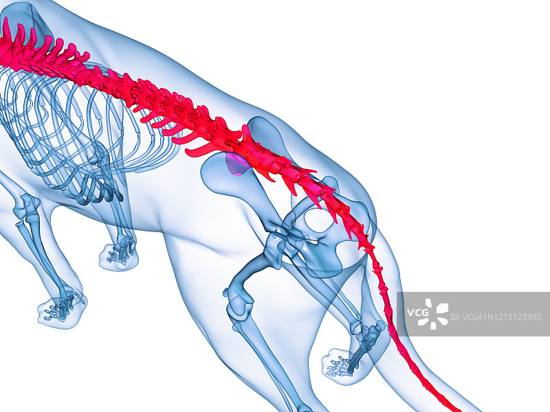 狗脊柱结构图图片素材