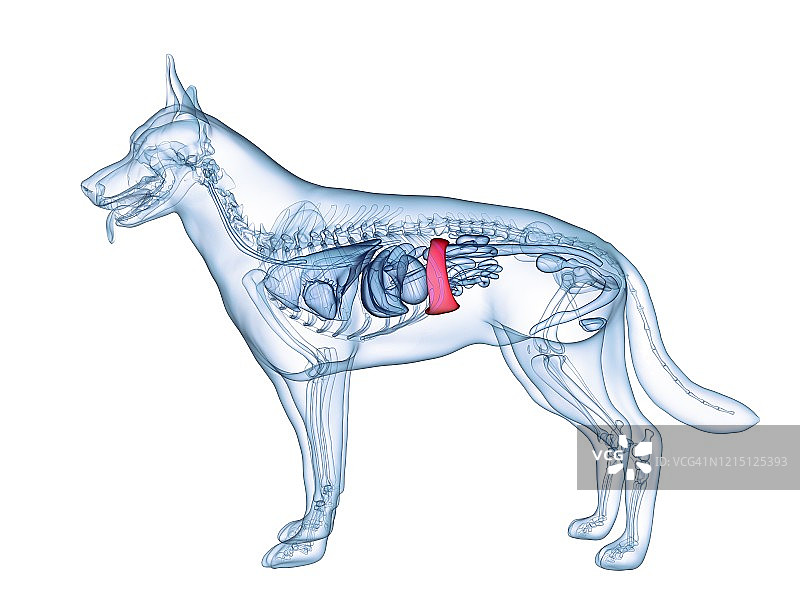 狗的脾脏，图示图片素材