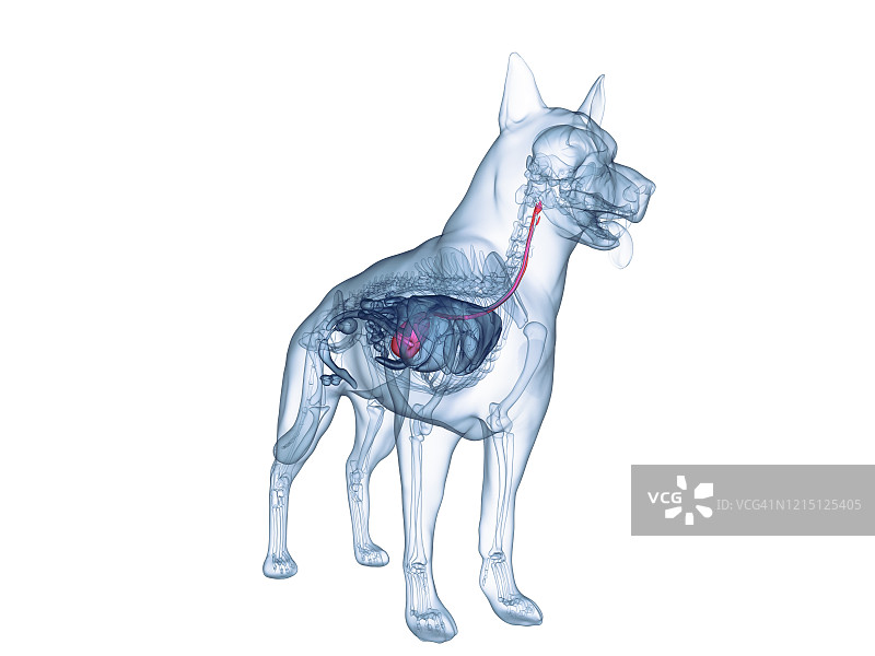 狗的胃部，图示图片素材
