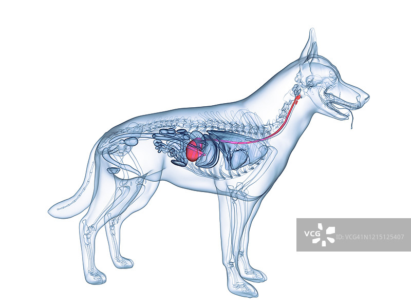 狗的胃，插图图片素材