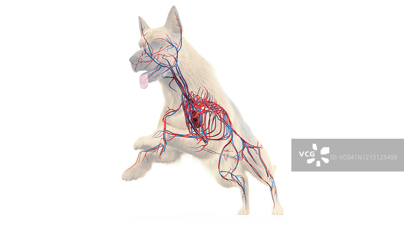 狗的血管系统图图片素材