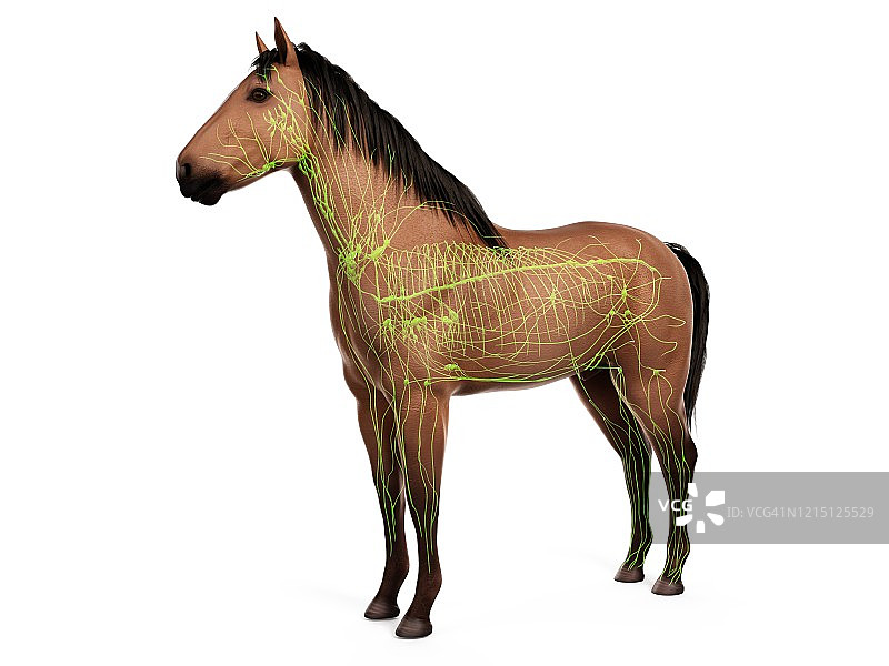 马的解剖结构图图片素材