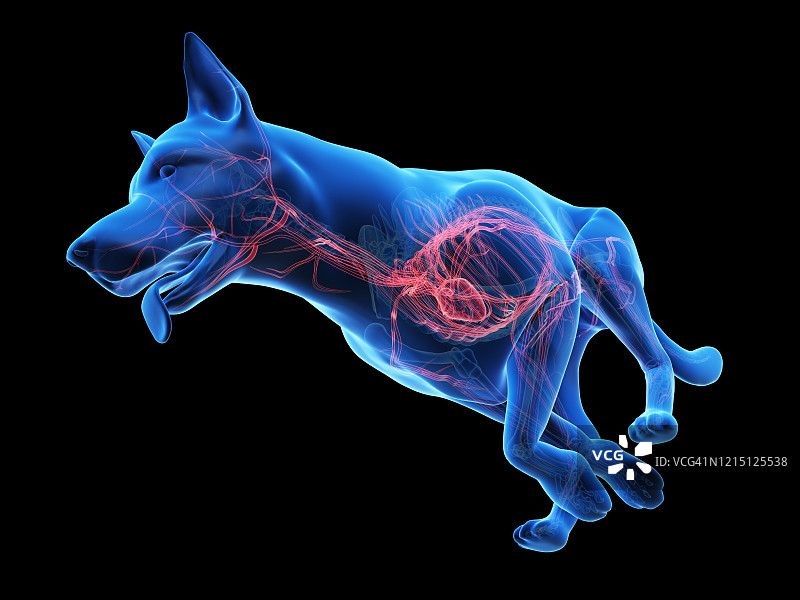 狗的血管系统图图片素材
