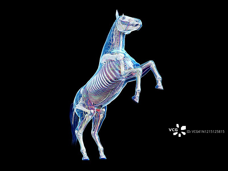 马的解剖结构图图片素材