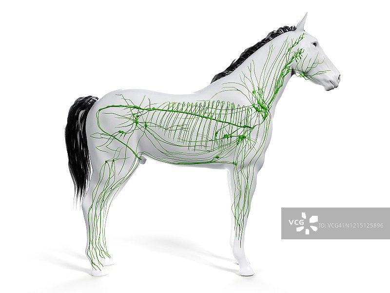 马的淋巴系统图图片素材