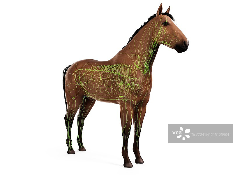 马的淋巴系统图图片素材