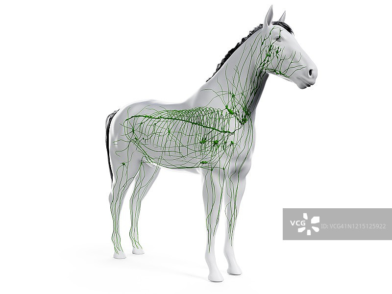 马的淋巴系统图图片素材