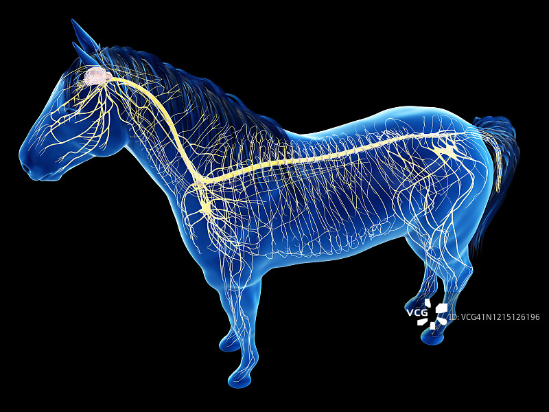马的神经系统图图片素材