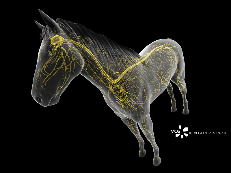 马的神经系统图图片素材