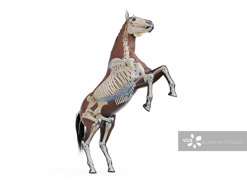 马骨架，插图图片素材