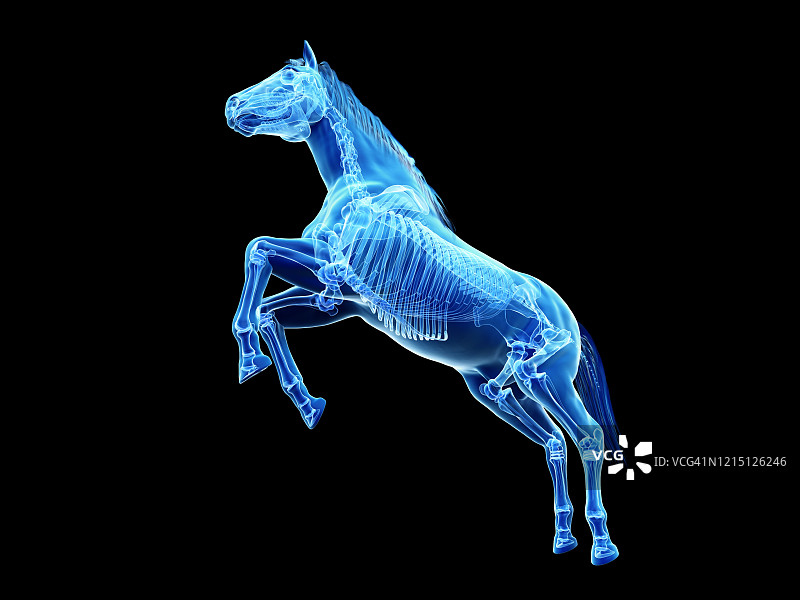马骨架，插图图片素材