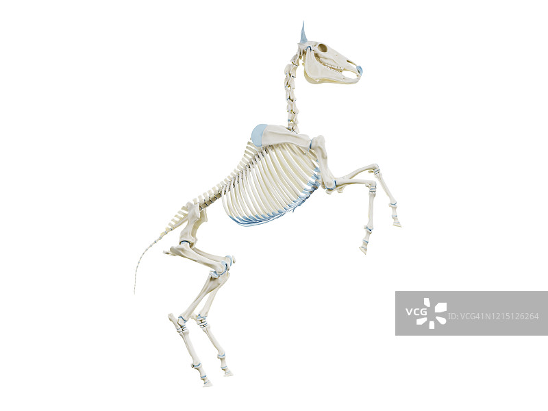 马骨架，插图图片素材