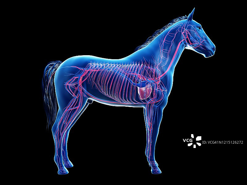 马血管系统，插图图片素材