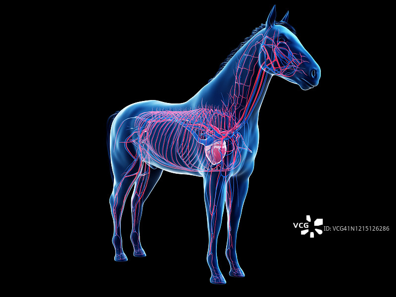 马血管系统，插图图片素材