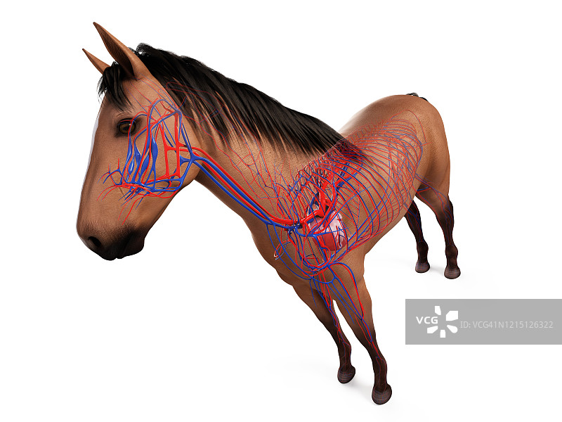 马血管系统，插图图片素材