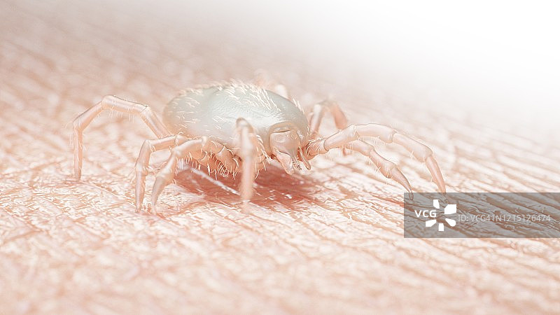 蜱虫幼虫插图图片素材