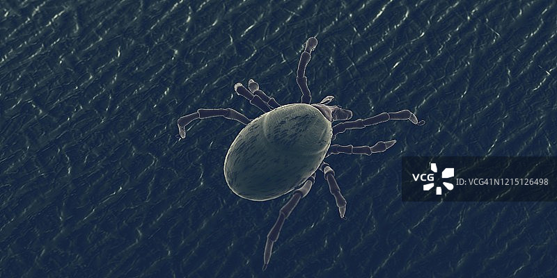 人皮肤上的蜱虫，插图图片素材