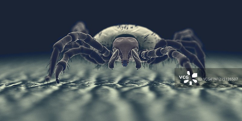 人皮肤上的蜱虫，插图图片素材