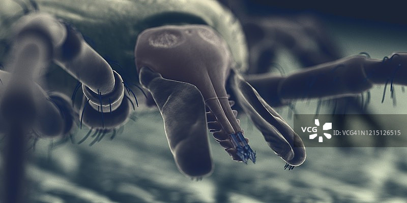 人皮肤上的蜱虫，插图图片素材