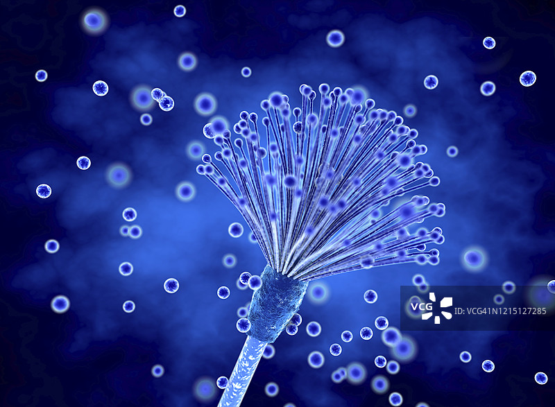 曲霉菌和孢子，插图图片素材