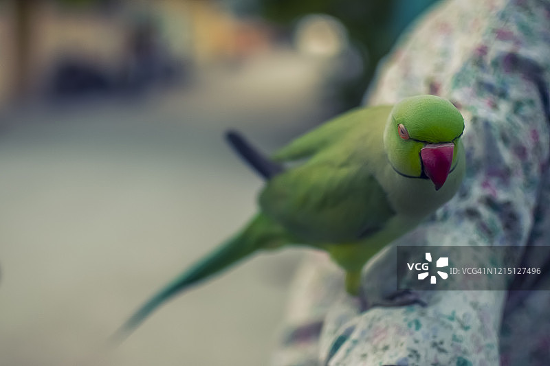 绿色虎皮鹦鹉图片素材