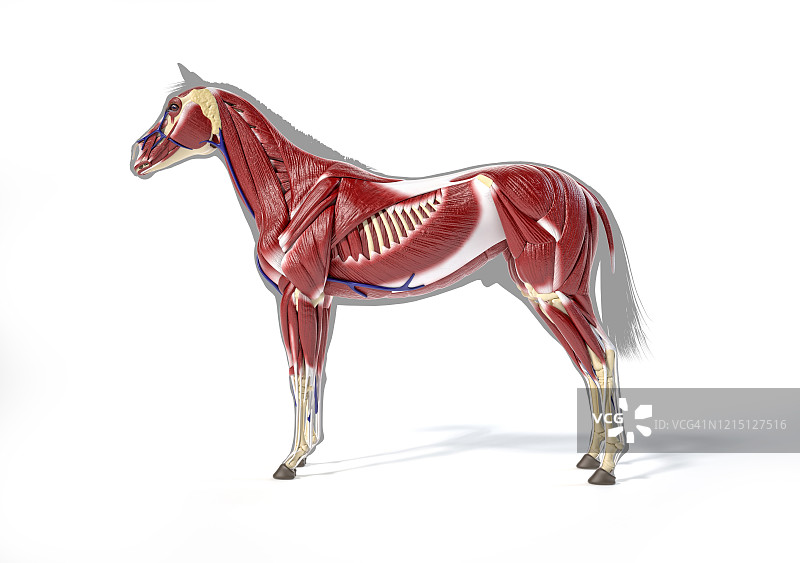 马的肌肉结构插图图片素材