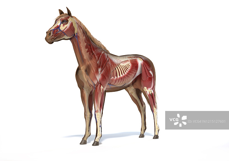 马的解剖学插图图片素材